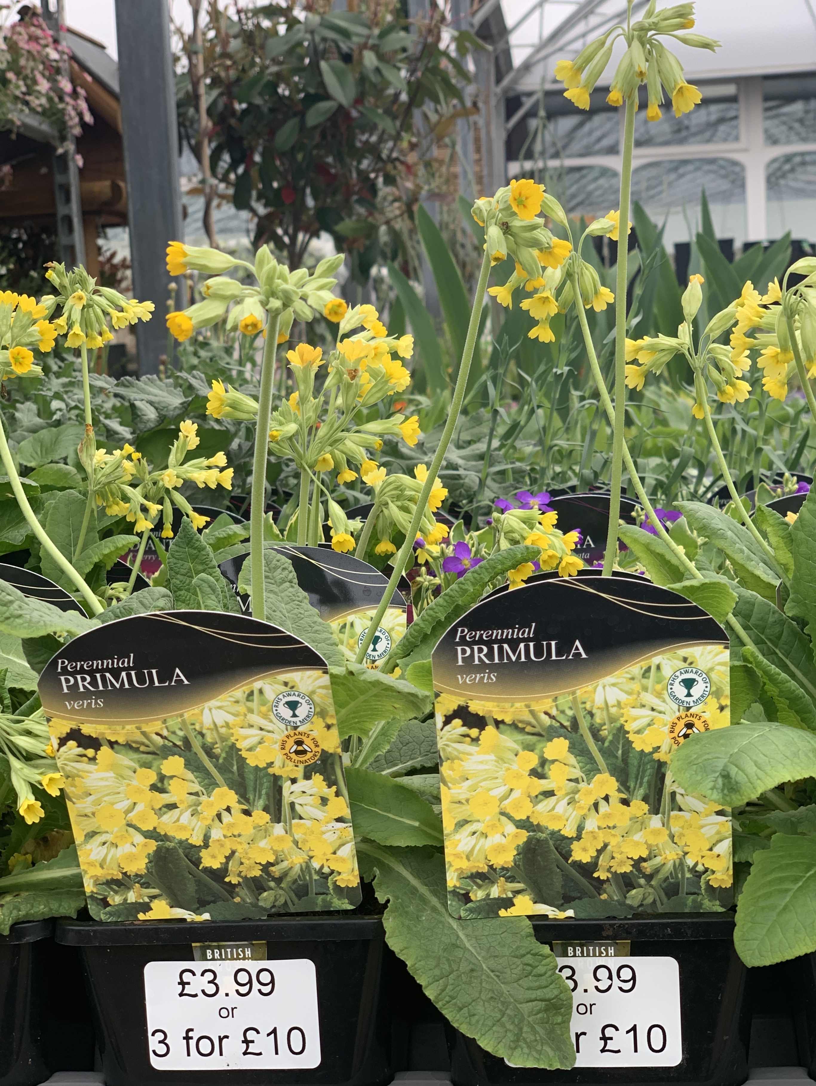 Perrenial PRIMULA veris