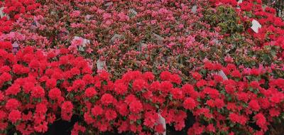 Azalea Evergreen