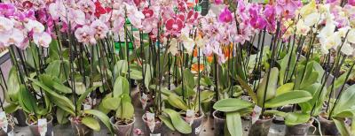 Orchid (2 stem)