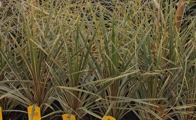 Cordyline Torbay Dazzler