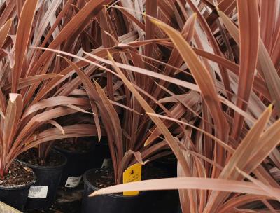 Cordyline Red Star