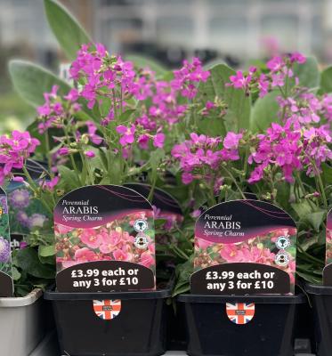 Perennial ARABIS Spring Charm 1L