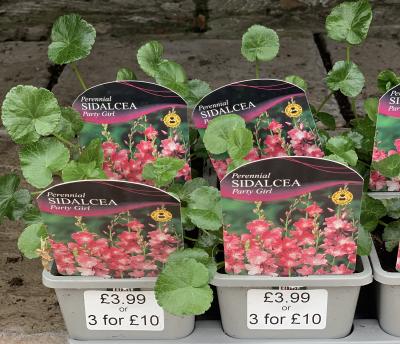 Perennial SIDALCEA Party Girl