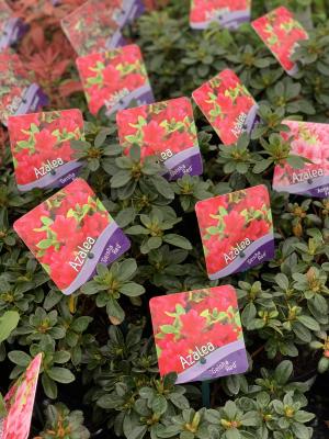 Azalea Geisha Red 1L