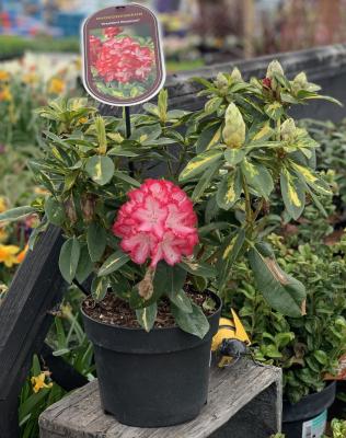 Rhododendron 'President Roosevelt'
