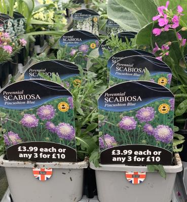 Perrenial SCABIOSA Pincushion Blue