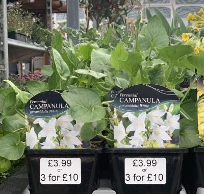 Perennial Campanula White