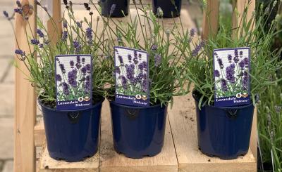 1L Lavandula 'Hidcote'