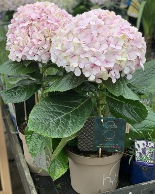 Hydrangea Avantgarde Pink 75cm