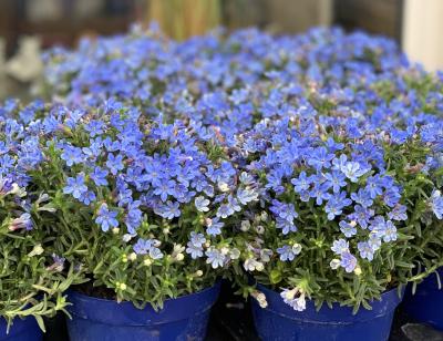 Lithodora diffusa