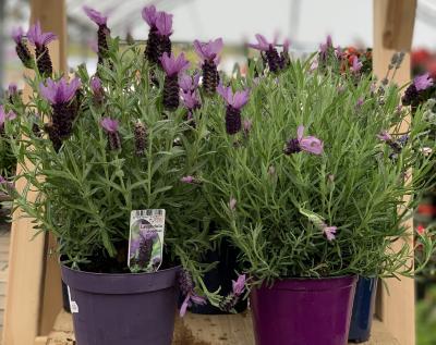 Lavandula stoechas
