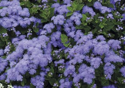 Ageratum 6 Pack