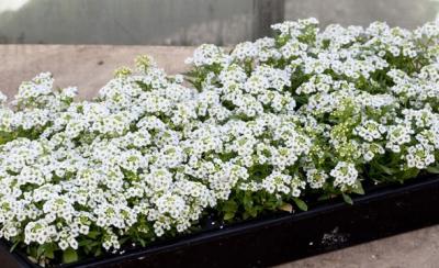 Alysumm White 6 Pack