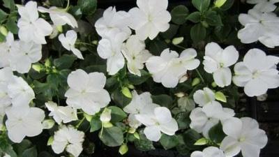 Impatiens 'Busy Lizzies' White 6 Pack
