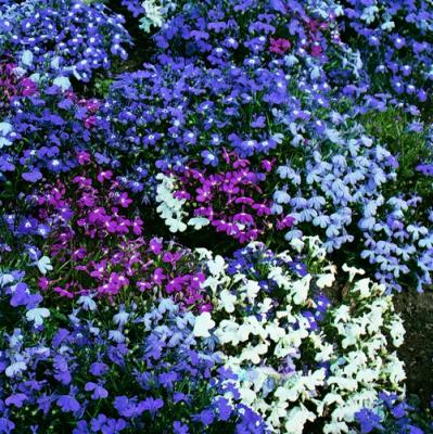 Lobelia Bush 6 Pack