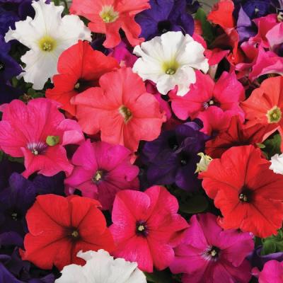Petunia Mix 20 pack
