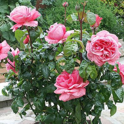 Floribunda Rose 3L