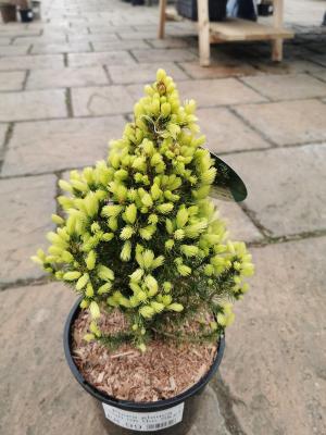 Picea Glauca 'Sun on the Sky'