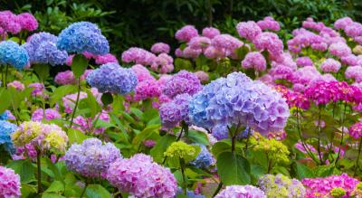 Hydrangea in 5L Pot