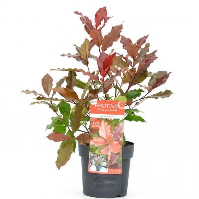 Photinia Magical Volcano 3L