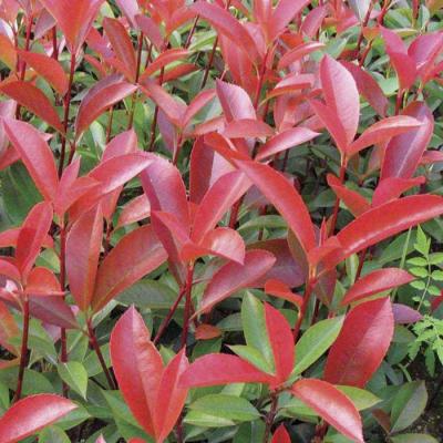 Photinia Red Robib 3L