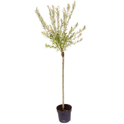 Flamingo Willow Salix ’Hakuru Nishiki’ 6ft