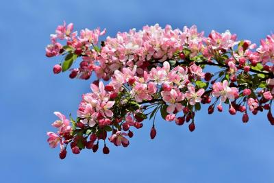 Ornamental Fruit Tree - Apple