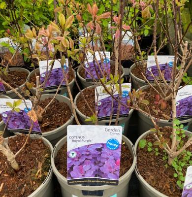 Cotinus Coggygria Royal Purple