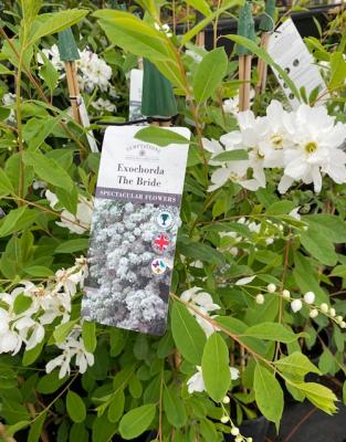 Exochorda The Bride