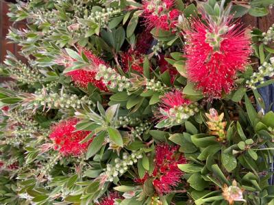 Callistemon Laevis / Bottlebrush Plant 33cm Pot