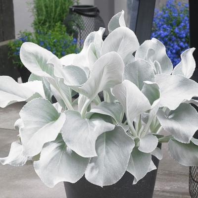 Senecio Angel Wings Small