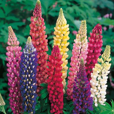 Lupin Mixed 2L